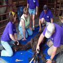 Shearing Service