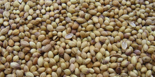 Coriander Seed