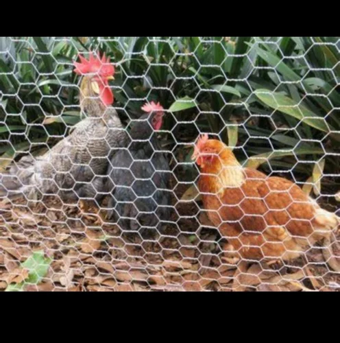 Gi Wire Mesh