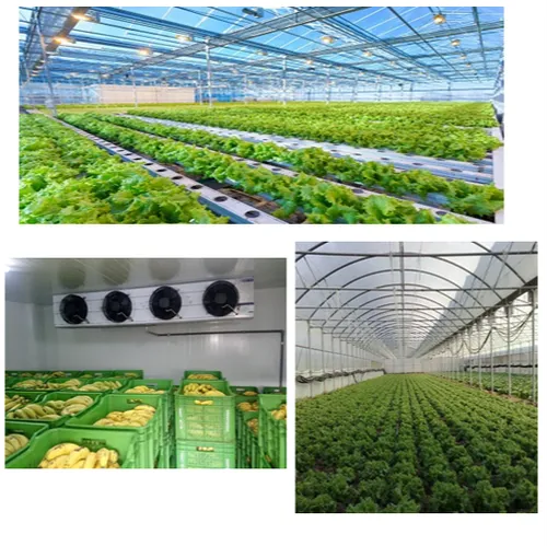 Ripening Chamber Automation Services, Capacity / Size: Good