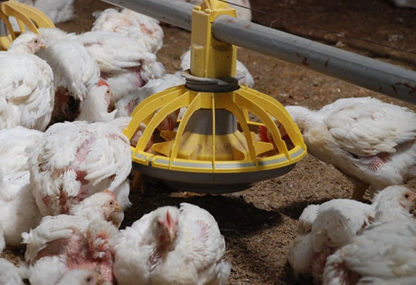 Automatic Feedi