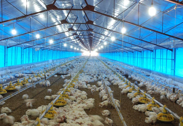Poultry Equipments